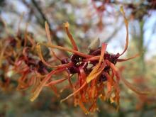 Hamamelis interm. 'Aphrodite'