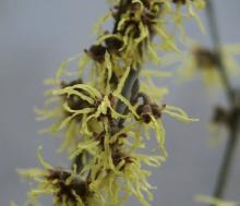 Hamamelis interm. 'Arnold Promise'