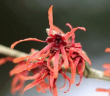 Hamamelis interm. 'Diane'