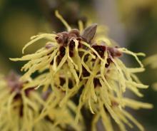 Hamamelis interm. 'Pallida'