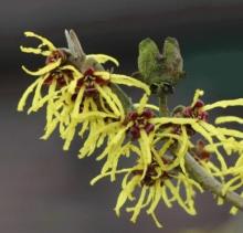 Hamamelis interm. 'Westerstede'