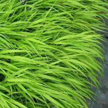 Hakonechloa macra Hakonechloa macra