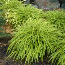 Hakonechloa macra 'All Gold' Hakonechloa macra 'All Gold'