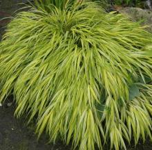 Hakonechloa macra 'Aureola' Hakonechloa macra 'Aureola'