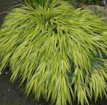 Hakonechloa macra 'Aureola'