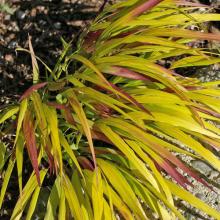 Hakonechloa macra 'Sunflare' Hakonechloa macra 'Sunflare'
