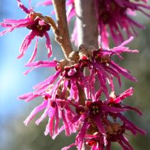 Hamamelis vernalis 'Amethyst'