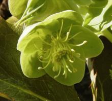 Helleborus argutifolius