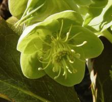 Helleborus argutifolius