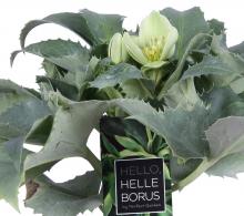 Helleborus argutifolius 'Silver Lace'