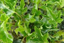 Hedera h. 'Ivalace'