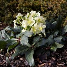 Helleborus HGC 'Ice Breaker Max'