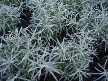 KURRIEKRUID Helichrysum italicum