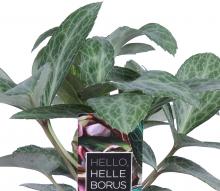 Helleborus lividus 'Lilac Marble'