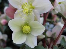 Helleborus HGC 'Monte Christo'