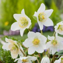 Helleborus niger