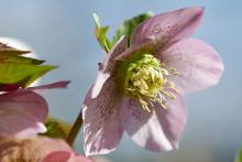 Helleborus or. VIV 'Alessandra'