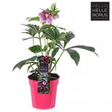 Helleborus or. 'Double Ellen' RED