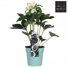 Helleborus or. 'Double Ellen' WHITE