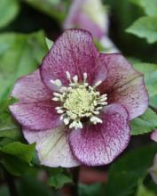 Helleborus or. 'Pretty Ellen'