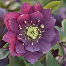 Helleborus orientalis