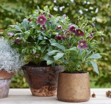 Helleborus or. VIV 'Victoria'