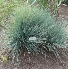 Helictotrichon sempervirens Helictotrichon sempervirens