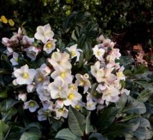 Helleborus HGC 'Shooting Star'