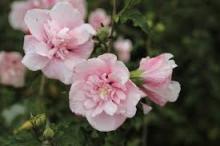 Hibiscus syr. 'Pink Chiffon'