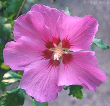 Hibiscus syr. 'Russian Violet'