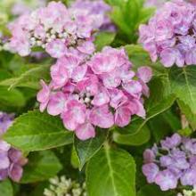 Hydrangea 'Forever and Ever'® Hortbux ROZE
