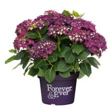 Hydrangea 'Forever and Ever'® PURPER