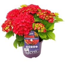 Hydrangea 'Forever and Ever'® ROOD