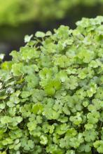 Hydrocotyle novae Zelandiae