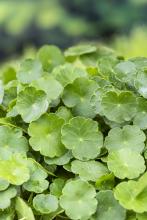 Hydrocotyle vulgaris