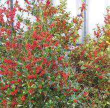 Ilex aquif. 'J.C. van Tol'