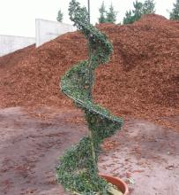 Ilex crenata 'Convexa' Ilex crenata 'Convexa'