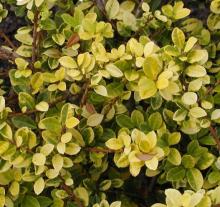 Ilex crenata 'Golden Gem' Ilex crenata 'Golden Gem'
