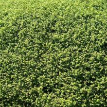 Ilex crenata 'Green Hedge'