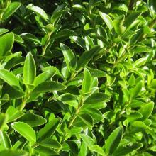 Ilex maximowicziana 'Kanehirae'