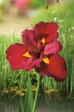 Iris 'Ann Chowning'