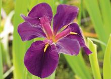 Iris black 'Gamecock'