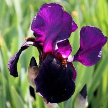 Iris germanica 'Black Swan'