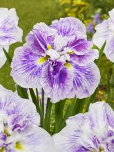 Iris ensata 'Dinner plate Cheese Cake'