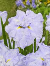 Iris ensata 'Dinner plate Ice Cream'