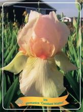 Iris germancia 'Constant Wattez'
