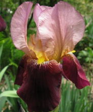 Iris germanica 'Indian Chief'