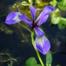 Iris kaempferi Iris kaempferi