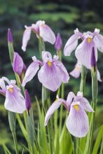 Iris laevigata 'Rose Queen' Iris laevigata 'Rose Queen'