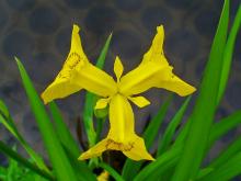 Iris pseudacorus Iris pseudacorus
